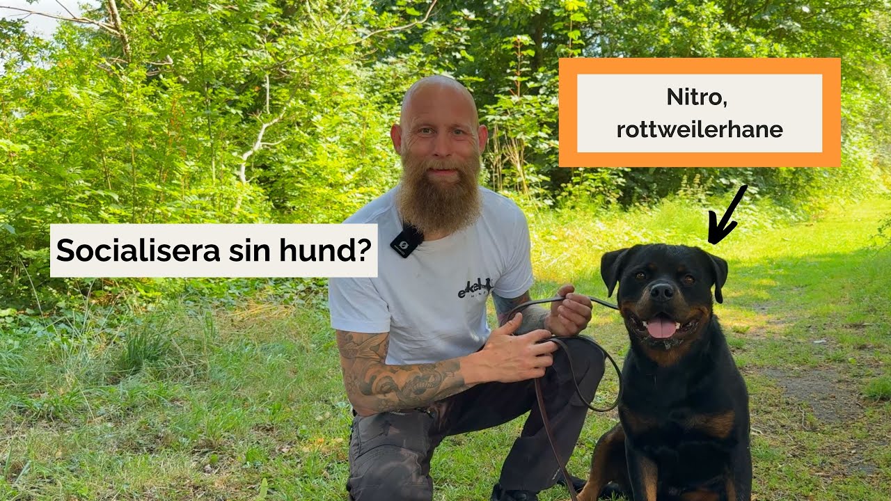 Ska man socialisera sin hund?
