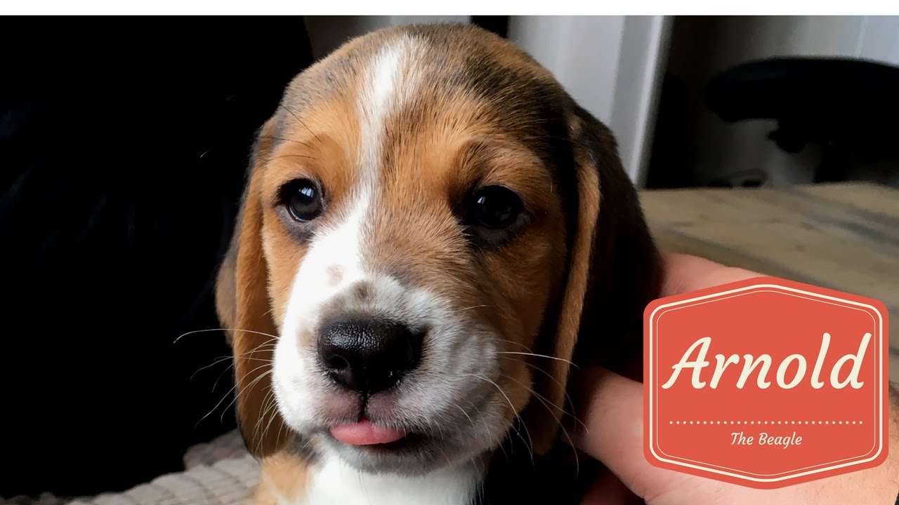 Bringing The Puppy Home #1 | Arnold The Beagle