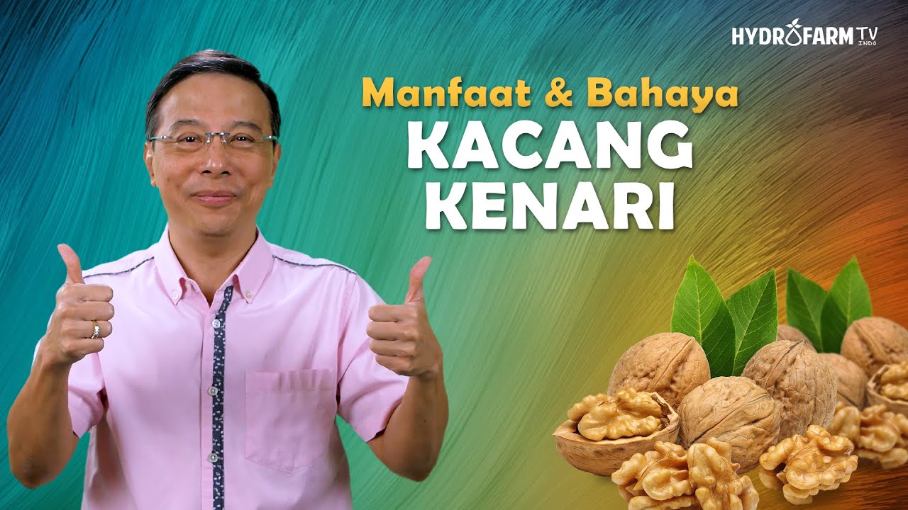 MANFAAT & BAHAYA WALNUT (KACANG KENARI)
