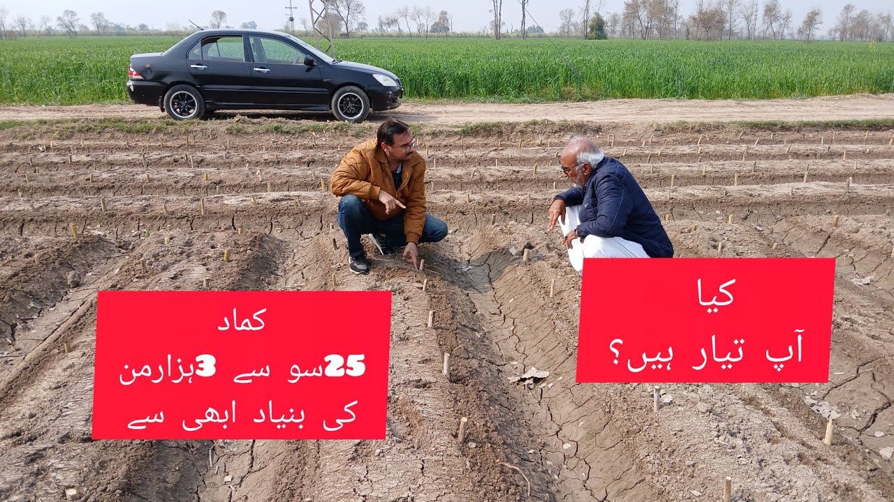 Sugarcane BUMPER Yield 1st step.