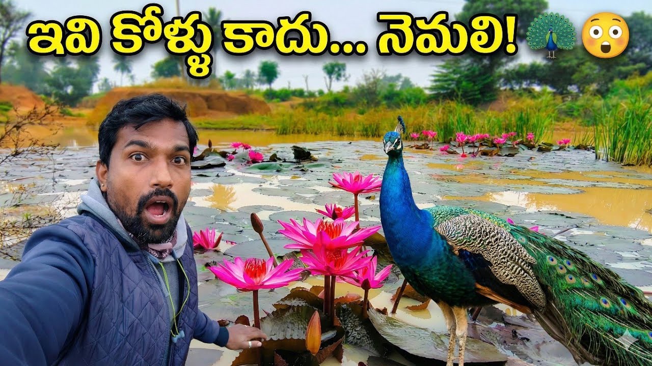 ఇవి కోళ్లు కాదు… నెమళ్లు  🦚😍 మా ఊరి ప్రకృతి అందాలు | Simple Seenu Vlogs