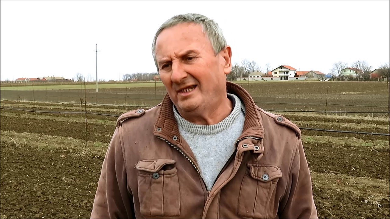 Turska sorta oraha Cendler iskustvo proizvodjaca u Sumadiji