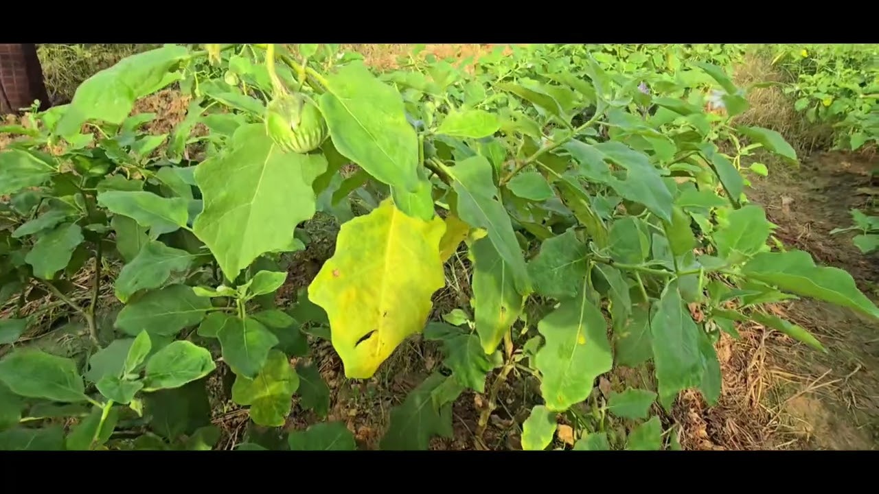 Niatnya jogging endingnya blusukan panen sayur-sayuran 