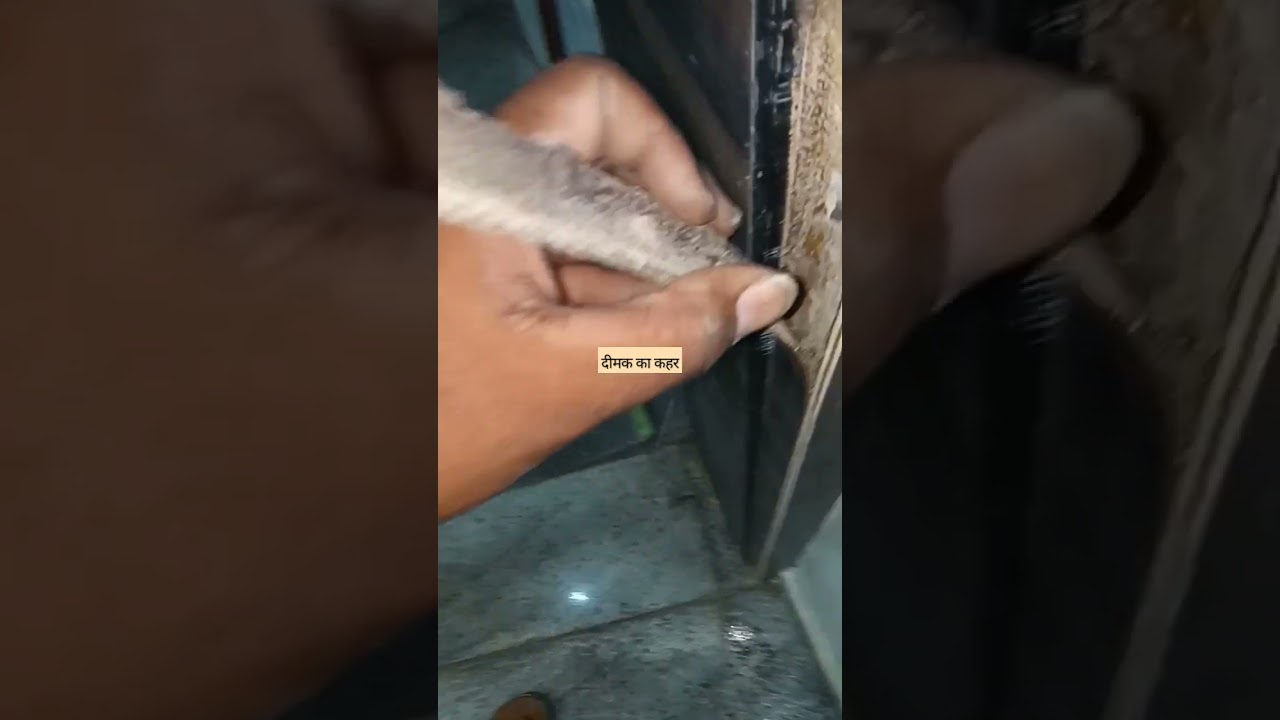 दीमक का कहर // #viral #shorts #shortvideo #viral #woodworking #dimak #wood786