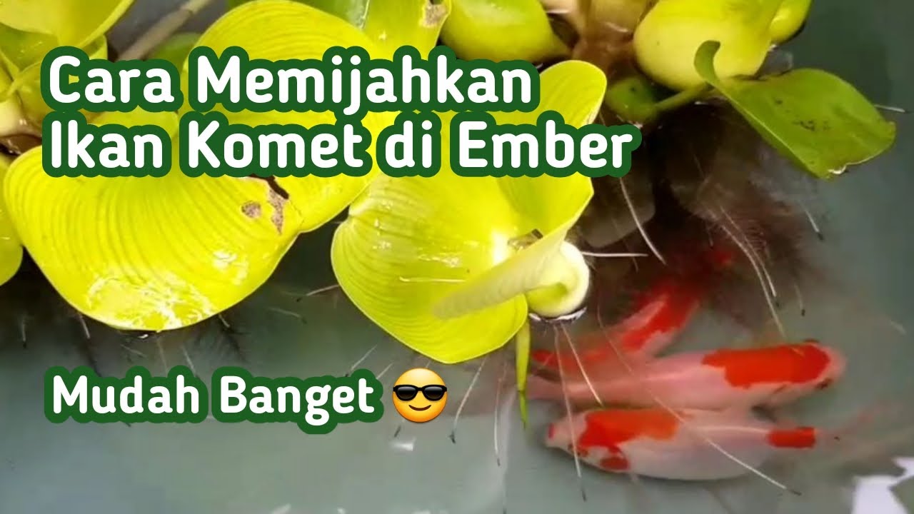 Cara Memijahkan Ikan Komet di Ember, Mudah Banget. !