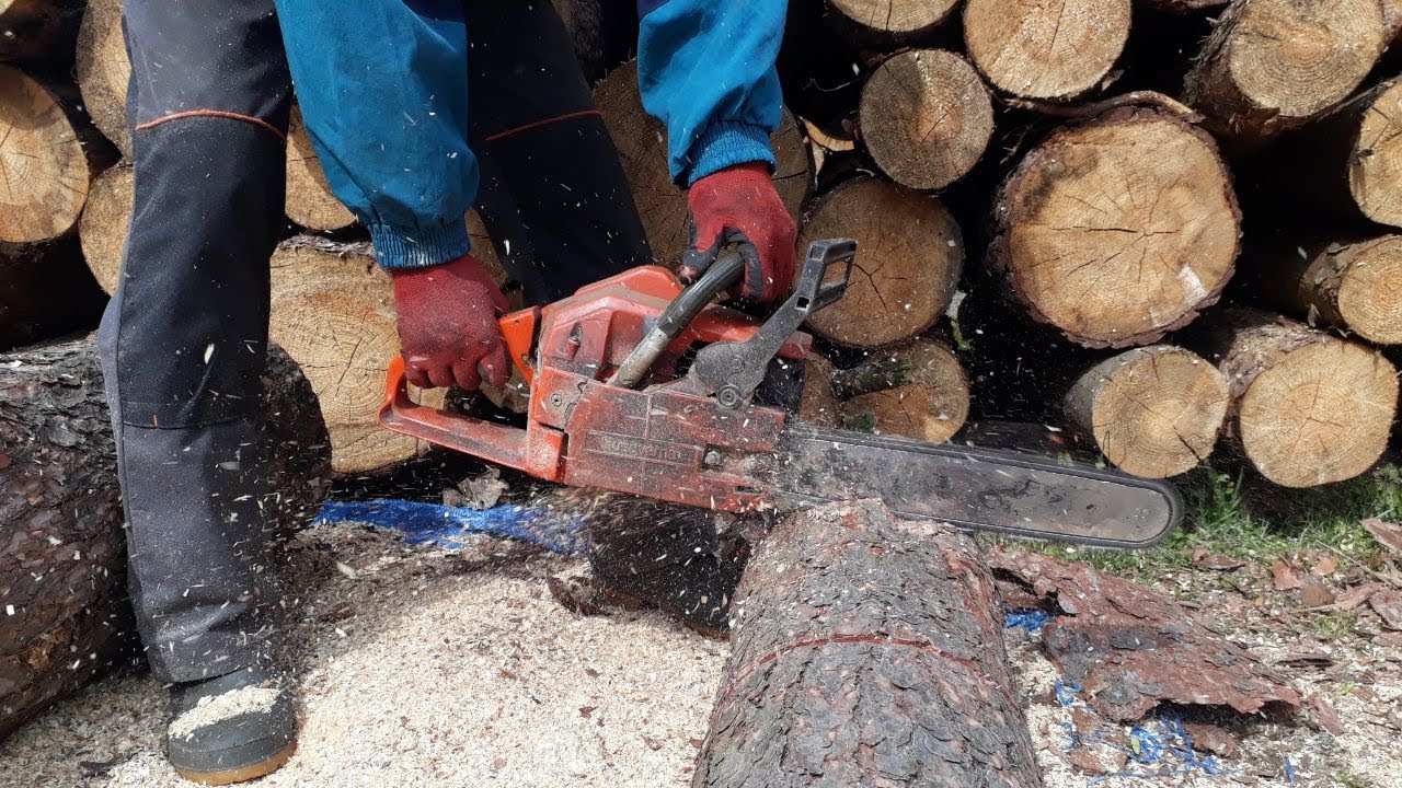 Husqvarna 254 piła spalinowa w akcji, cięcie sosny drewna