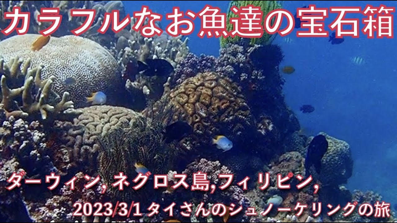 【#72 タイさんのシュノーケリングの旅 】お魚達の宝石箱, ダーウィン, ネグロス島, フィリピン, Tai's Journey