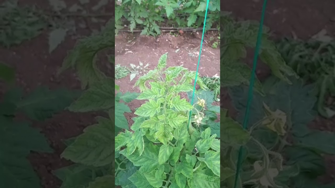 Domateste Mantar  Pas ve Virus Sorununa Net Çözüm...CIftci Gordugune INANIR...