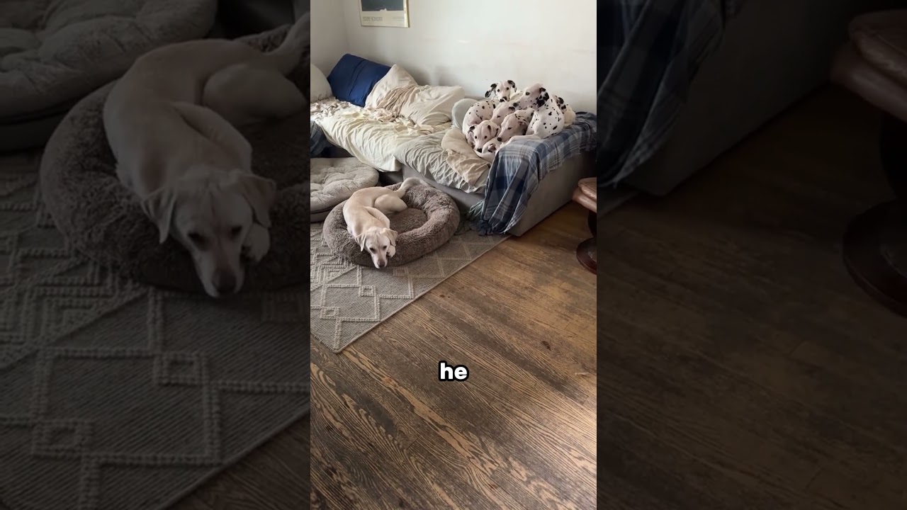 The most racist dogs ever