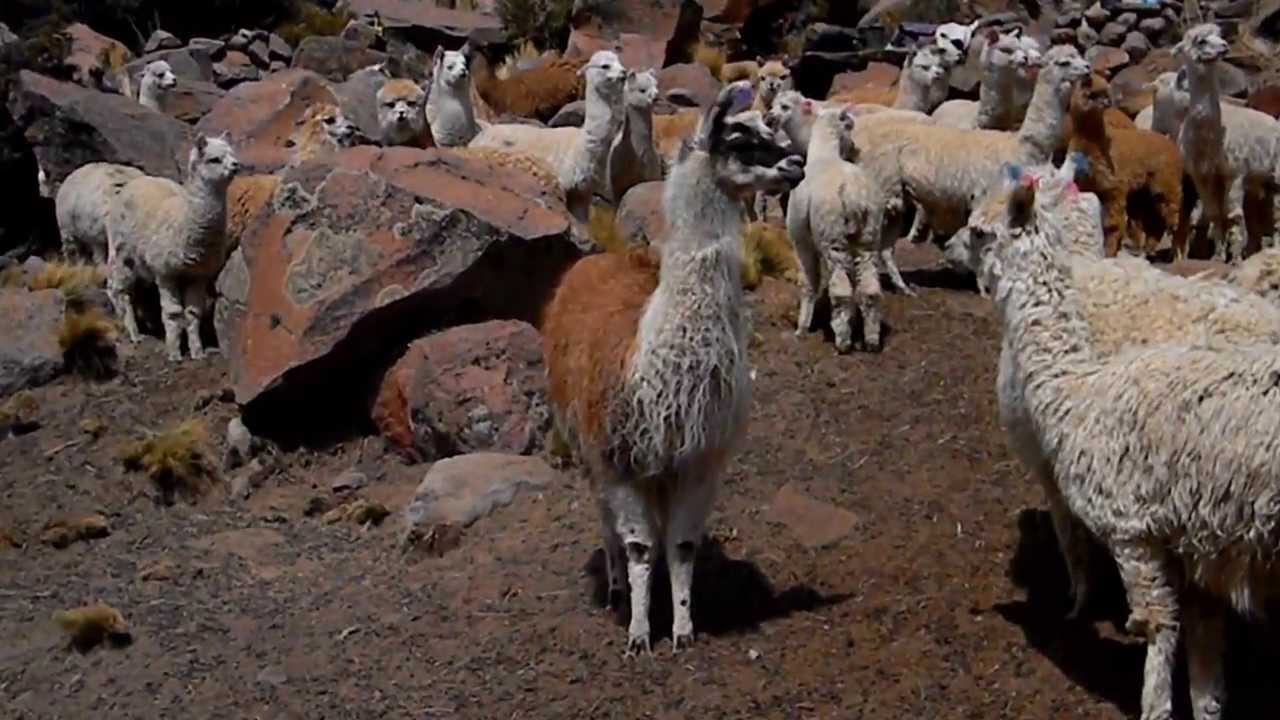 llamas en los andes (camelidos sudamericano)