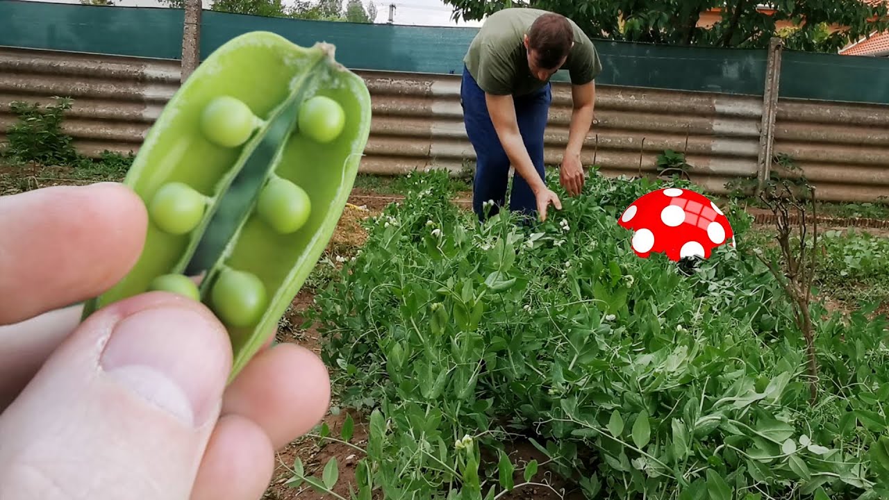 Borsó betakarítása, fejtése, tárolása és a pöttyös labda esete!