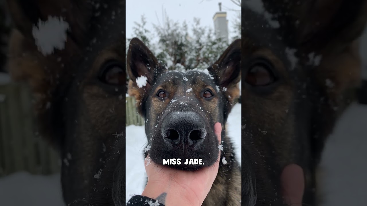 The Not-So-Subtle Differences Between My Dogs