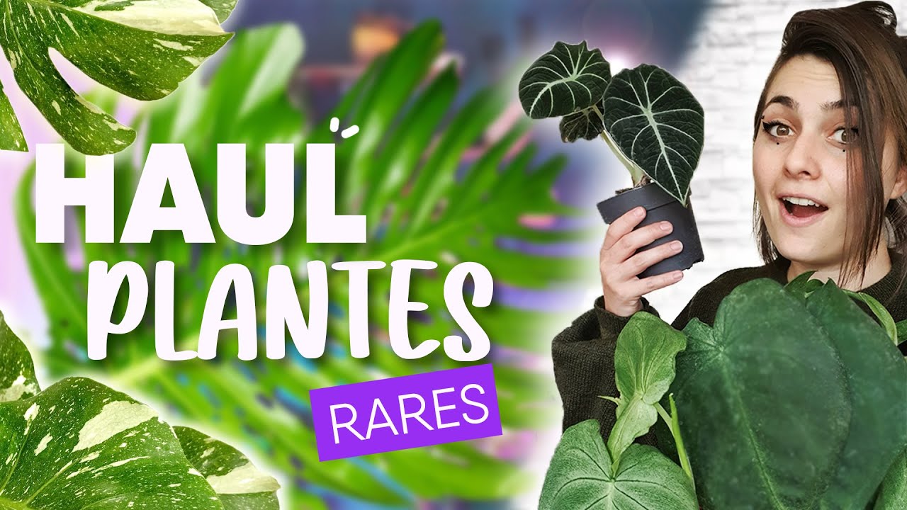 HAUL PLANTES RARES - J'AI ADOPTÉ UN MONSTRE !