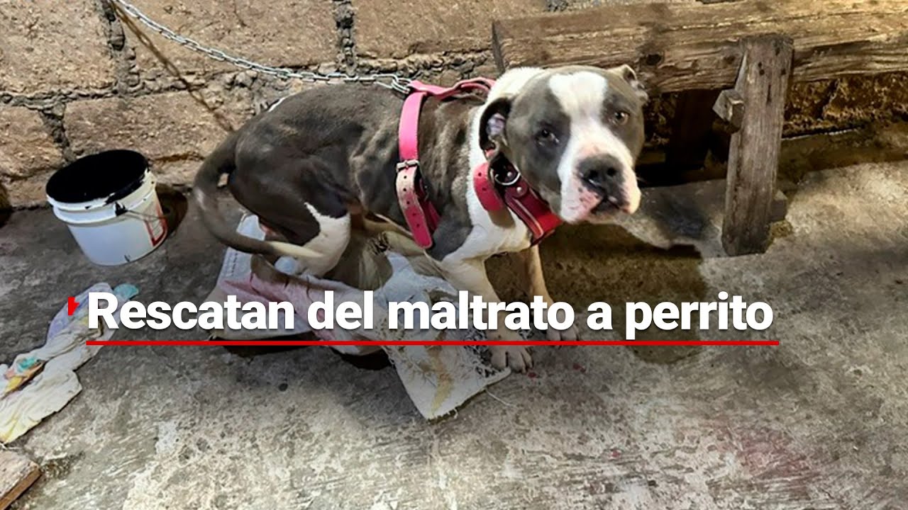 Perrito es rescatado: estaba encadenado, bajo la lluvia, sin alimento y con heridas en su cuerpo