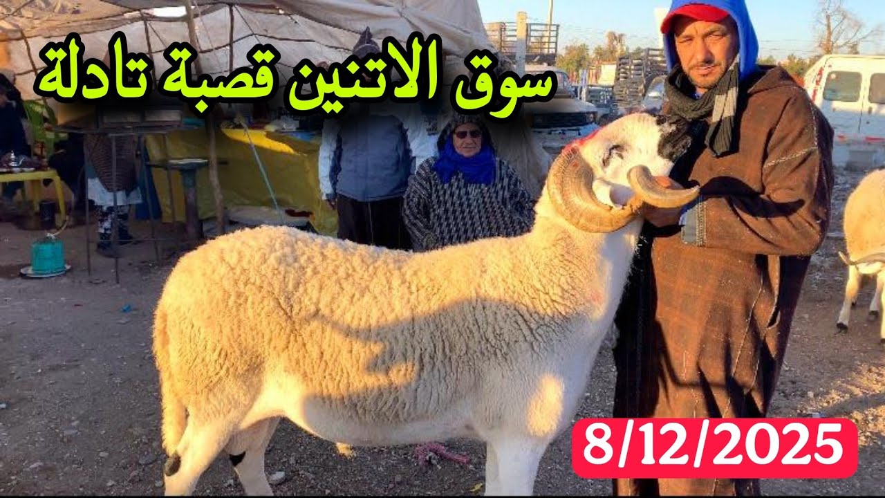 مباشرة من سوق الاتنين قصبة تادلة 8/12/2025 مع التمن الحولي و النعجة و حولية 🐑🐑🇲🇦