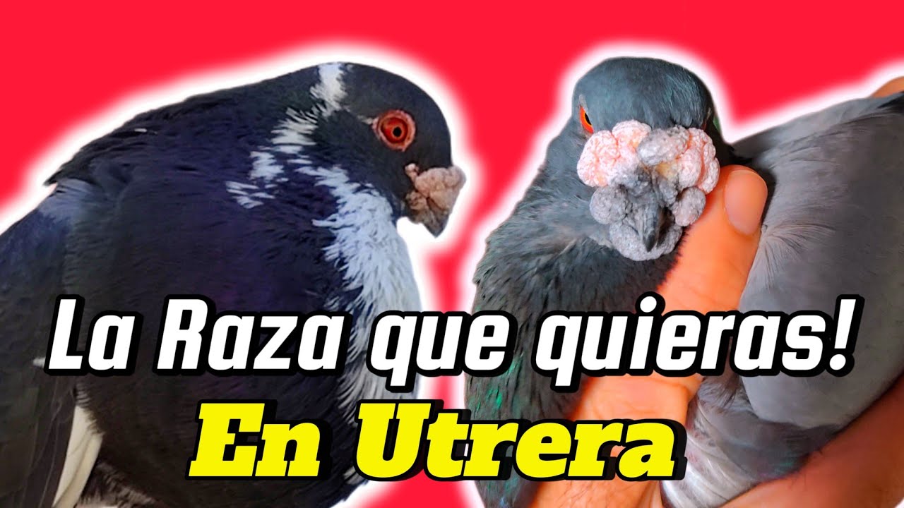 ¡Lo que NO VERAS en OTRO PALOMAR! La Raza que quieras ESTA en casa de JUAN