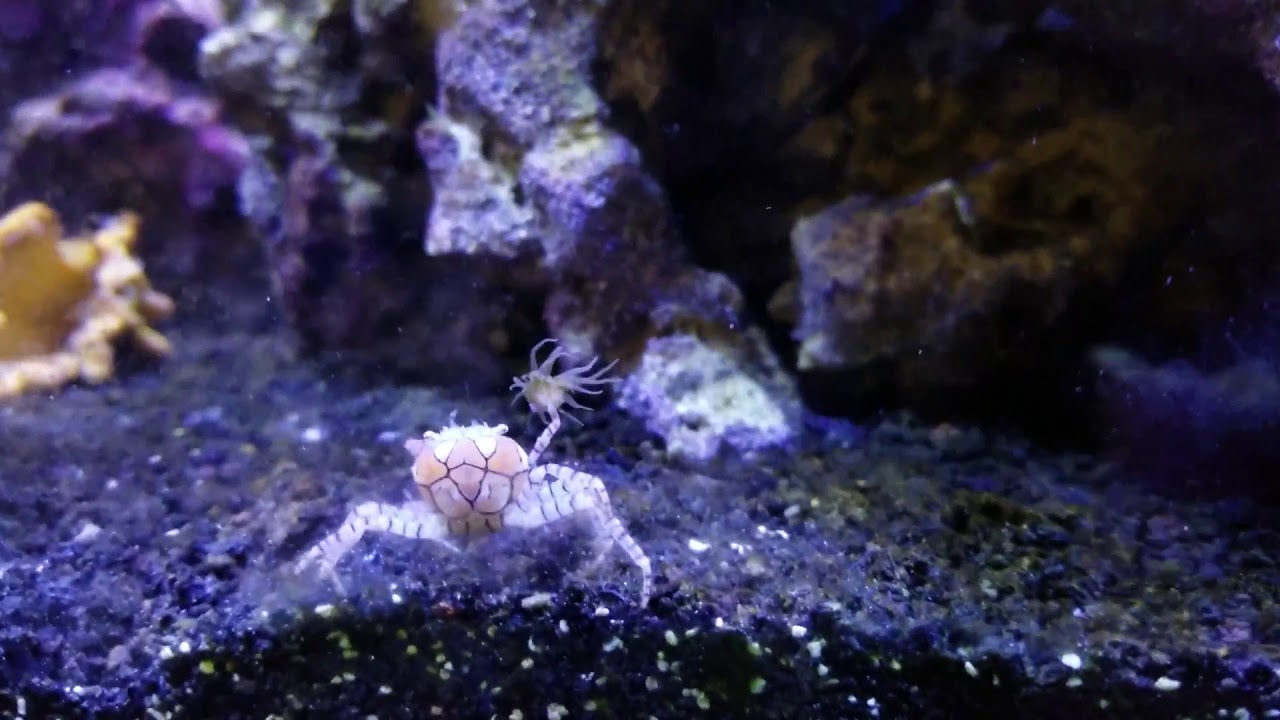 Pom-Pom Crab has Aiptasia!