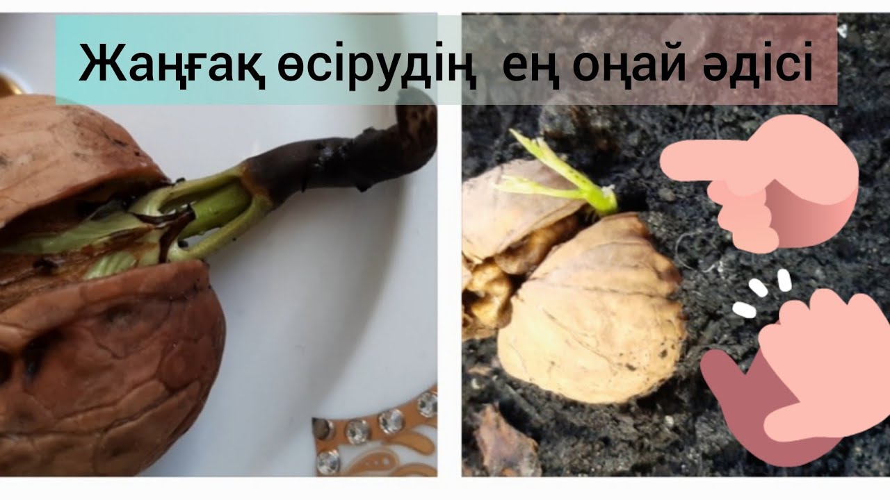Жаңғақ ыдыста өсіп... Грецкие орехи. #жаңғақ #грецкиеорехи #жаңгак