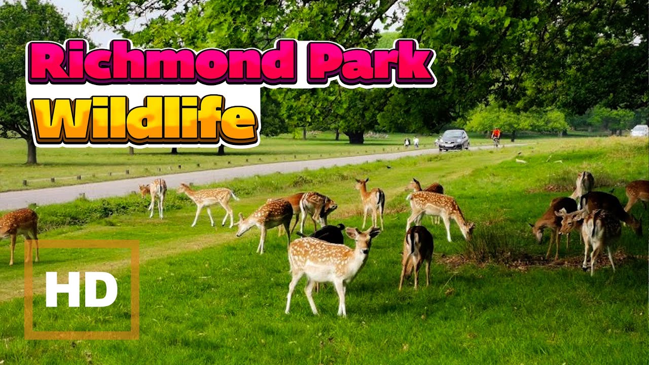 Calm London Walk😌🌿Richmond Park Wildlife 🦌& Thames River Walk🌊