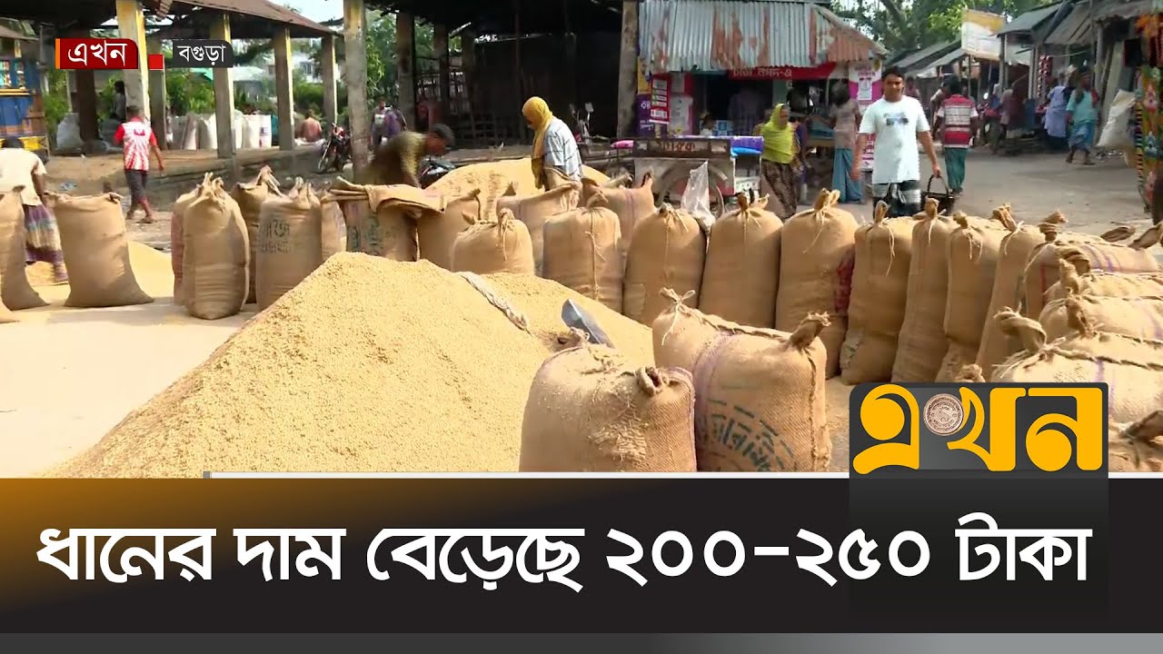 মণ প্রতি ধানের দাম বেড়েছে ২০০-২৫০ টাকা | Bogura News | Paddy Price | Ekhon TV
