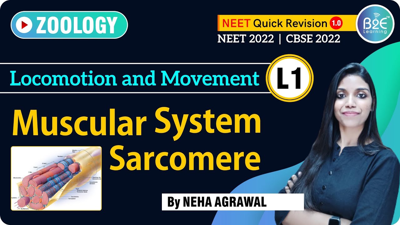 Locomotion & Movement I NEET 2026 I NEET 2027 I Class 11th I NEET BIOLOGY I NCERT✌️360/360 Biology✌️