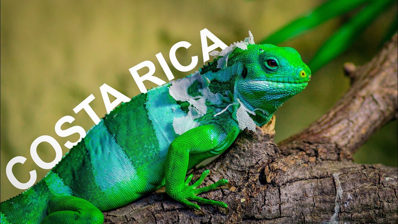 COSTA RICA IN 8K HDR ( FUHD )