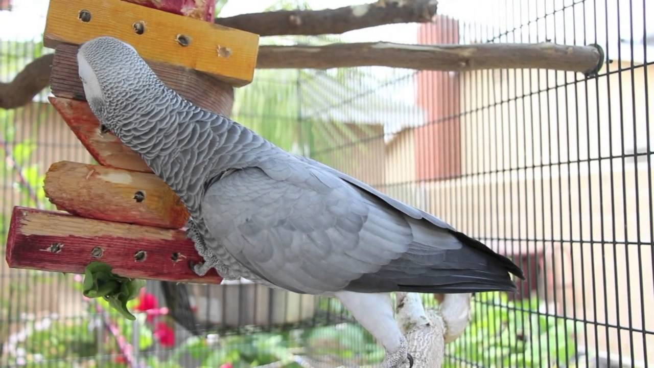 Parrot Diet & Enrichment