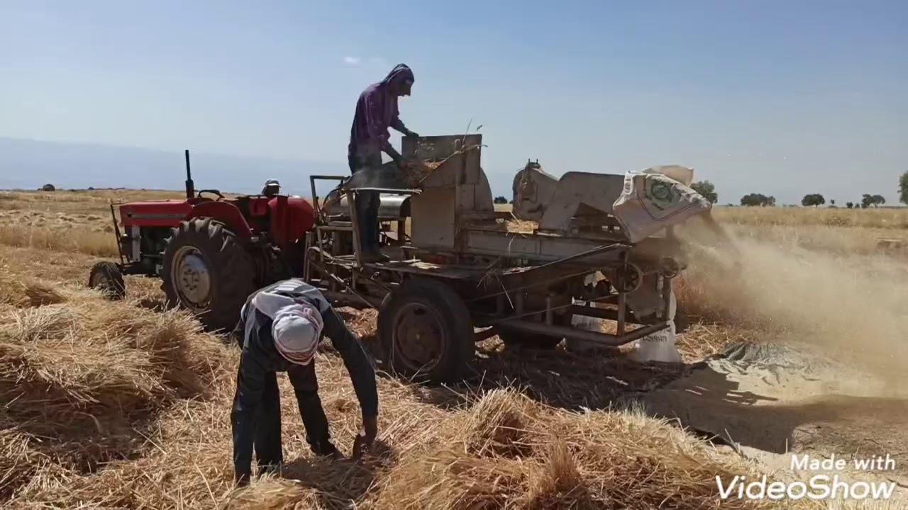 الحصيدة في قرية دوما .. نابلس .  أحمد العلي الدوابشة