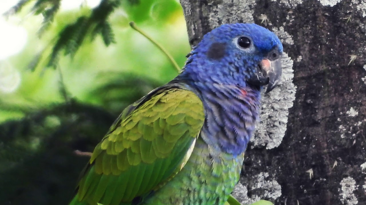Cotorra Cheja (Pionus menstruus)