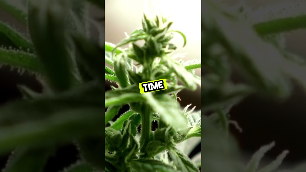 What is the difference between a male & female Cannabis plant?