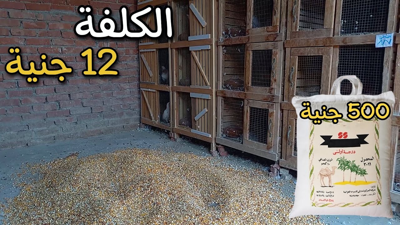 ارخص انواع كلفه ؟!! 🤯 انخفاض سعر كلفه الحمام