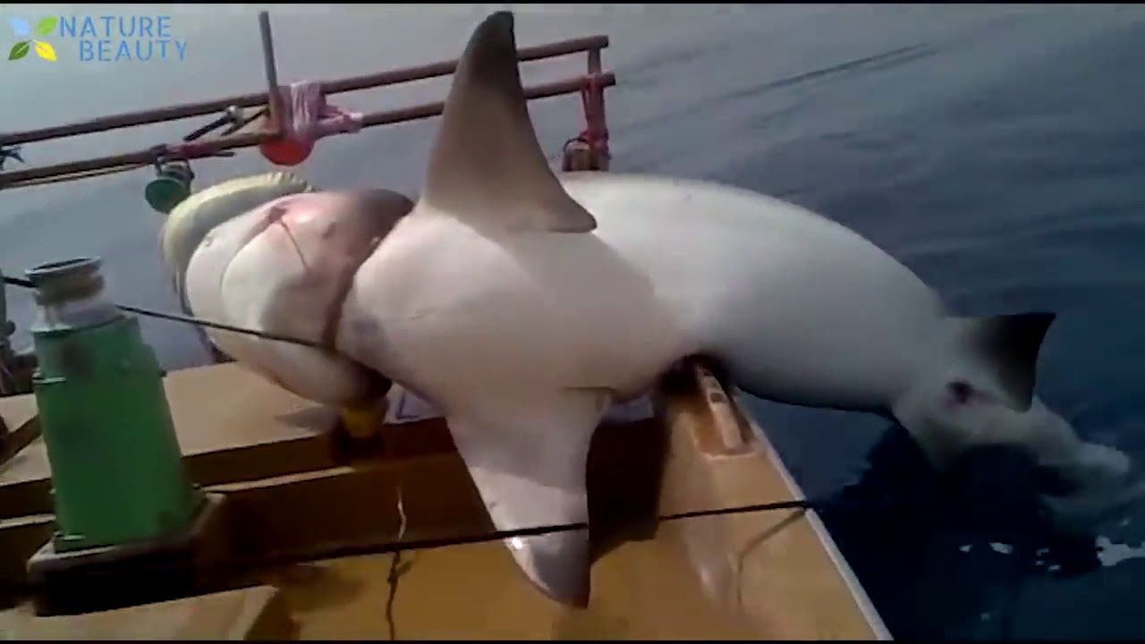 Denizde Yakalanan En B&uuml;y&uuml;k İnanılmaz 5 Balık -Top 5 Big Fish Caught in The Sea are