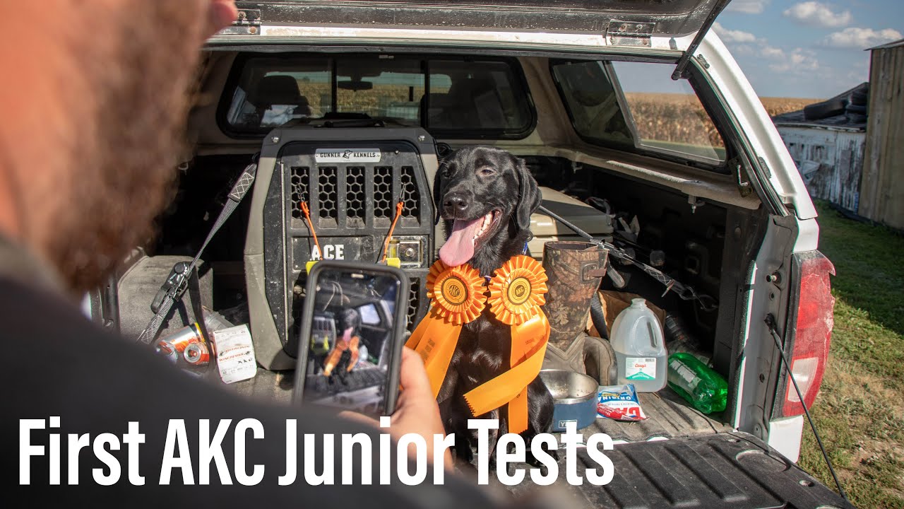 AKC Junior Hunt Tests || Our First Ever