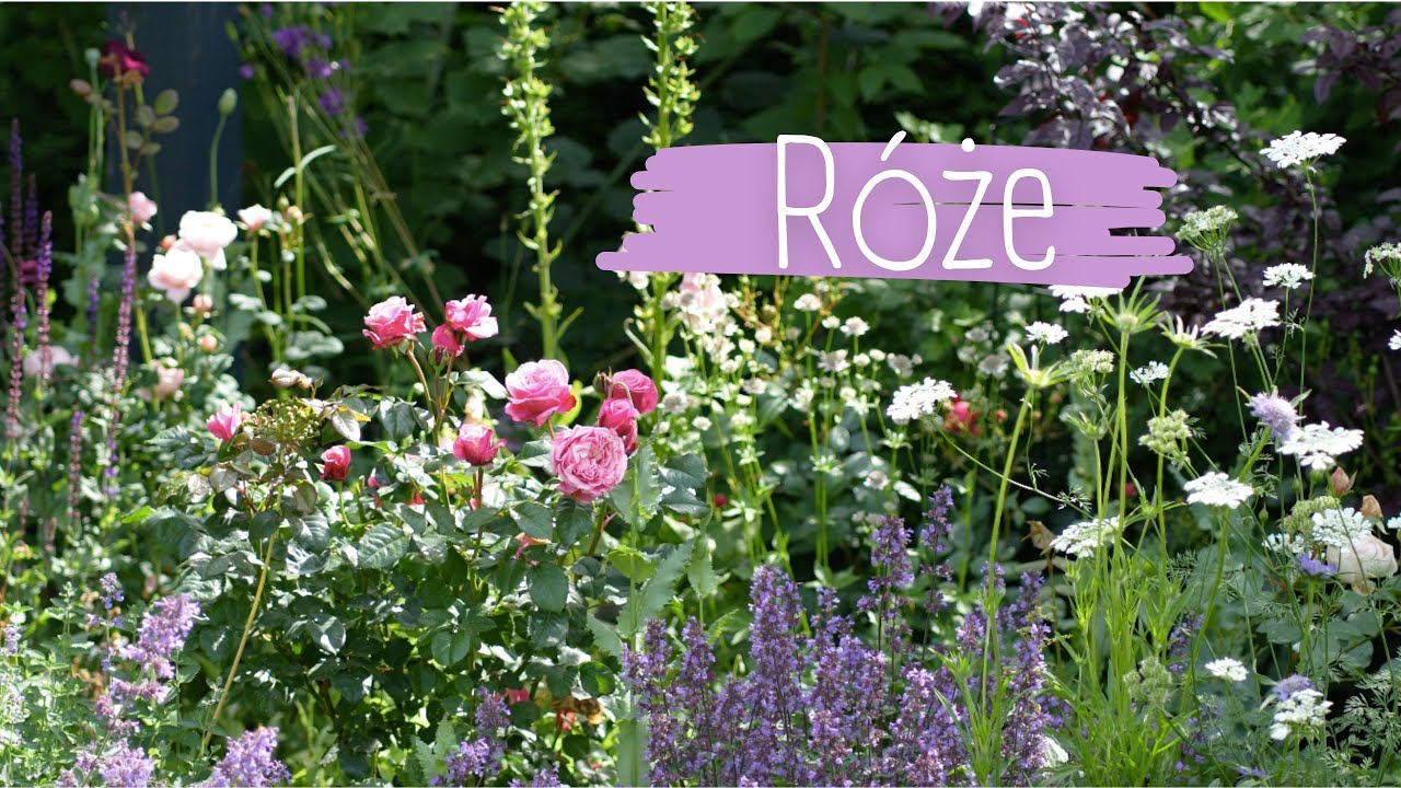 30 róż z mojego ogrodu - róże angielskie, niemieckie i historyczne 🌹