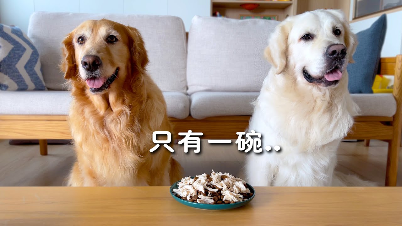 两条狗只给一碗狗粮，会发生什么？