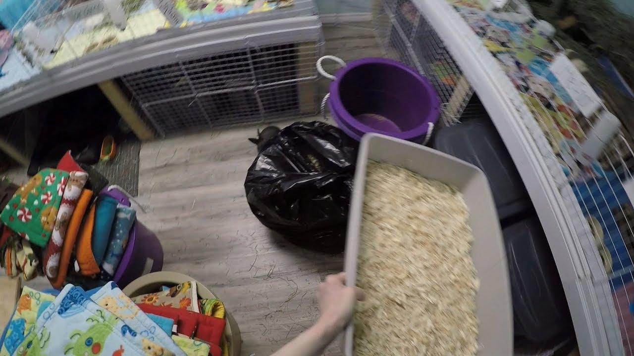 Answering Questions While Cleaning Guinea Pig Cages