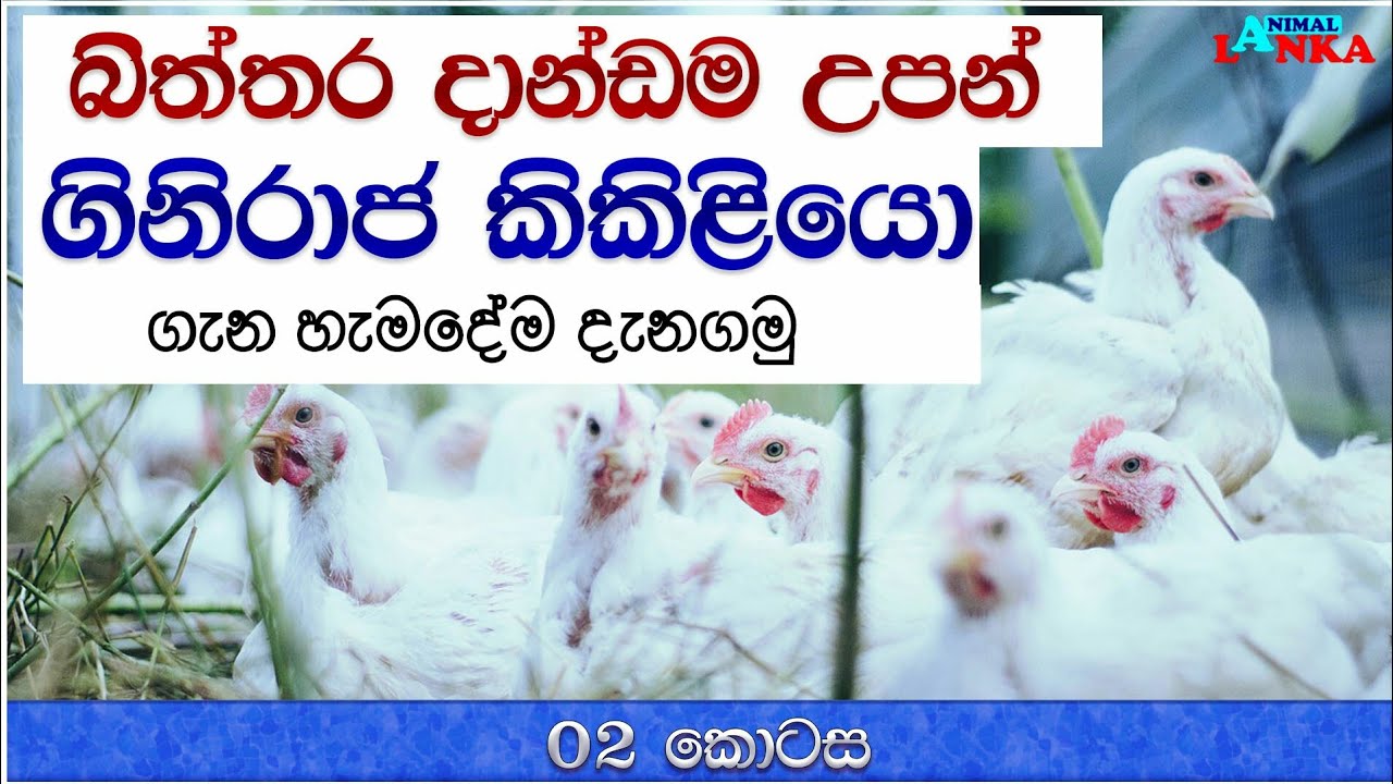 බිත්තර වලට ඇතිකරන්න පුලුවන් නිධානයක් | ගිනිරාජ කිකිළියො ගැන හැමදේම |02 කොටස