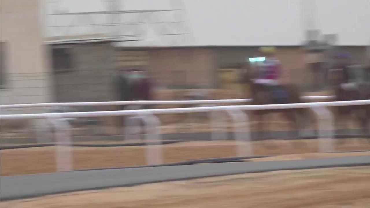 بث مباشر من قِبل الهيئة الليبية لسباق الخيل