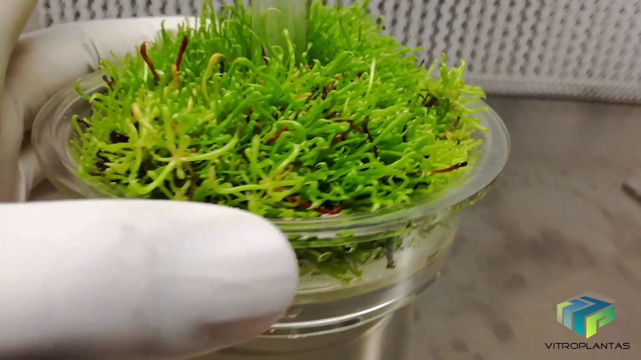 Darlingtonia californica, propagación masiva por biorreactor de inmersión temporal