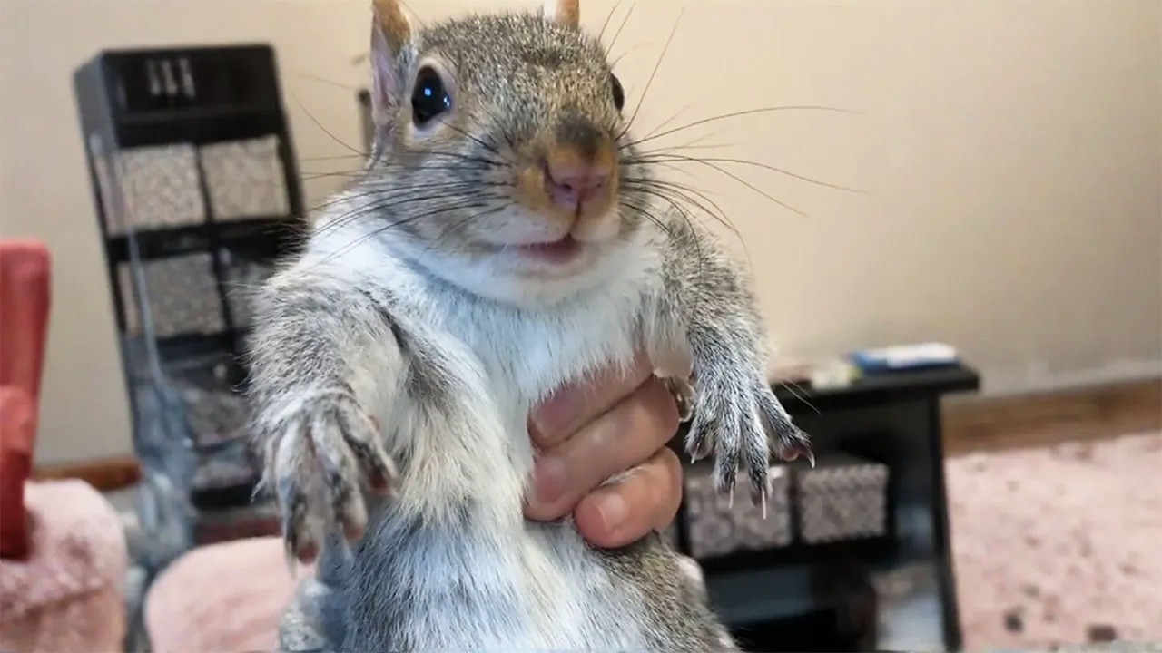 Baby Squirrel Rescued Now Throwing Hilarious Tantrums