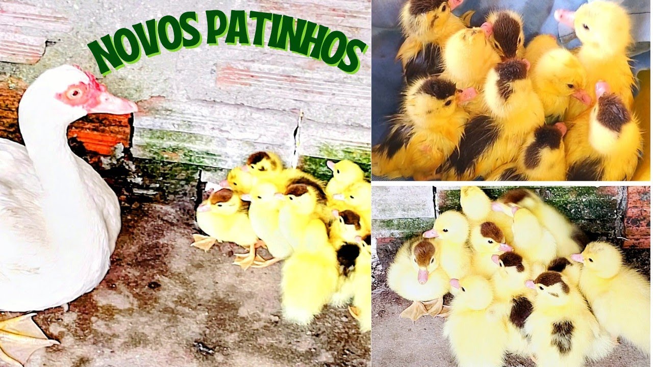 A nova ninhada de patinhos nasceu. E começaram a dar trabalho🦆🦆