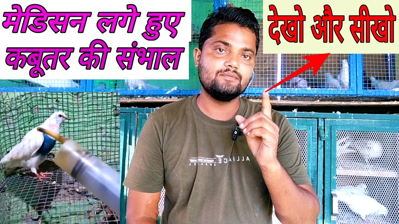 मेडिसन लगे हुए कबूतर की संभाल का तरीका।।Medicine lage hue kabutar ki sambhal kaise kare।।