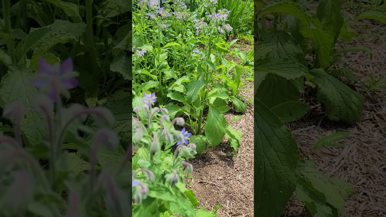 #bees love #borage #edible flower