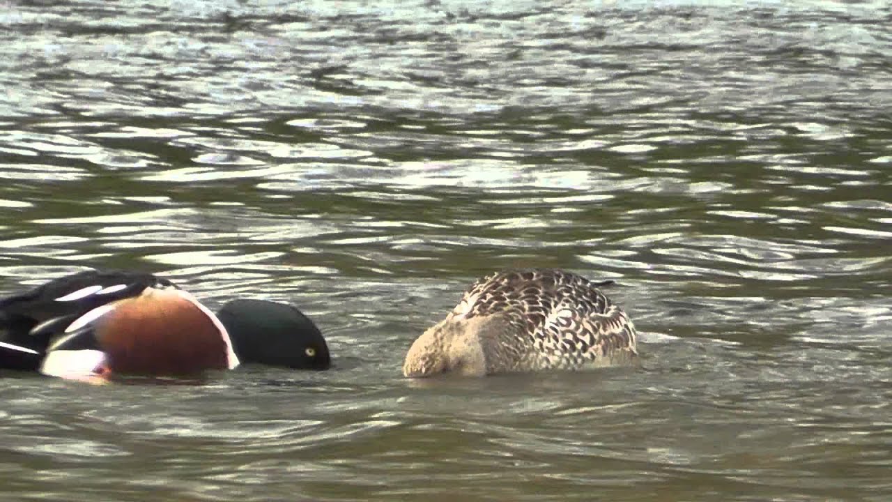 Syncronized Shoveler