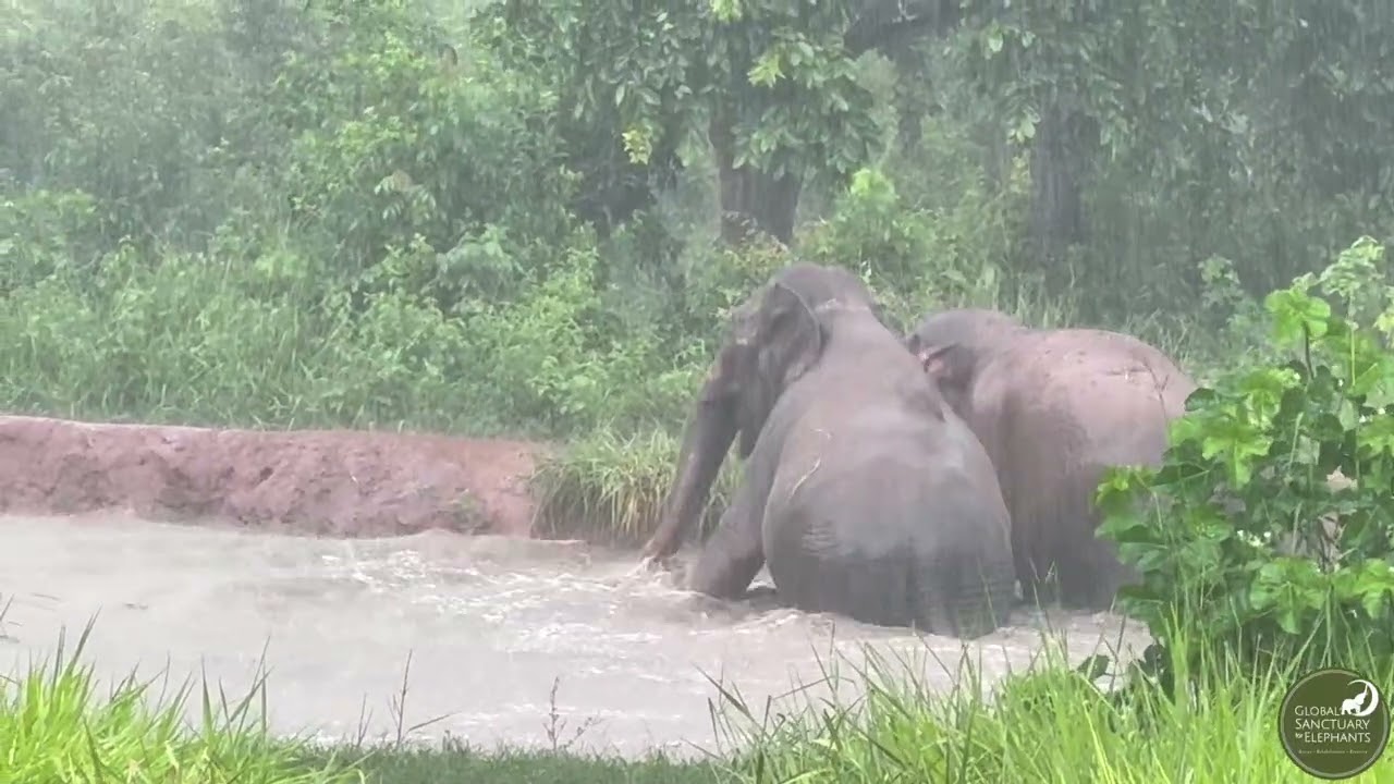 Very Rainy Pond Day With Rana and Mara