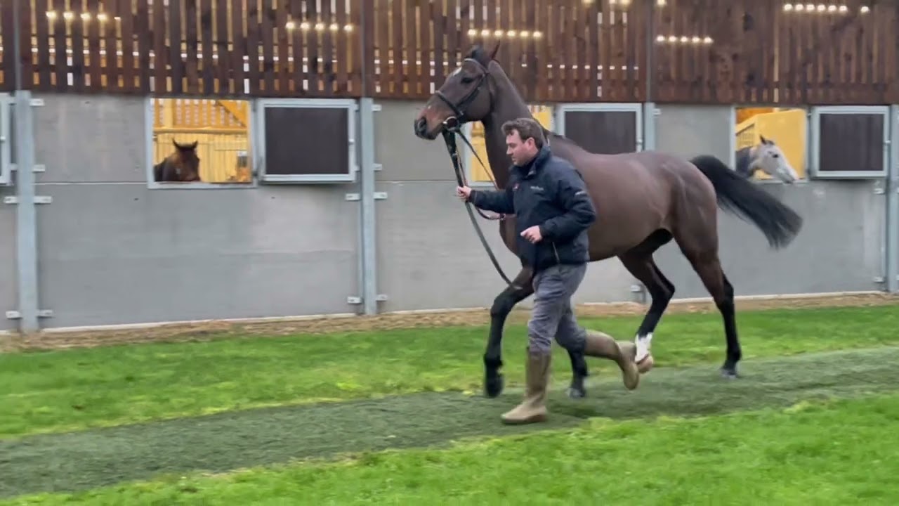 Stardhem (IRE) - HORSE IN TRAINING - Alkaadhem (GB) ex Clongeen Star (IRE)