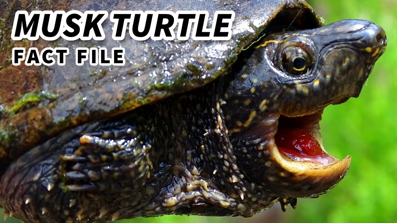 Musk Turtle Facts: the STINKY Turtle 🐢 Animal Fact Files
