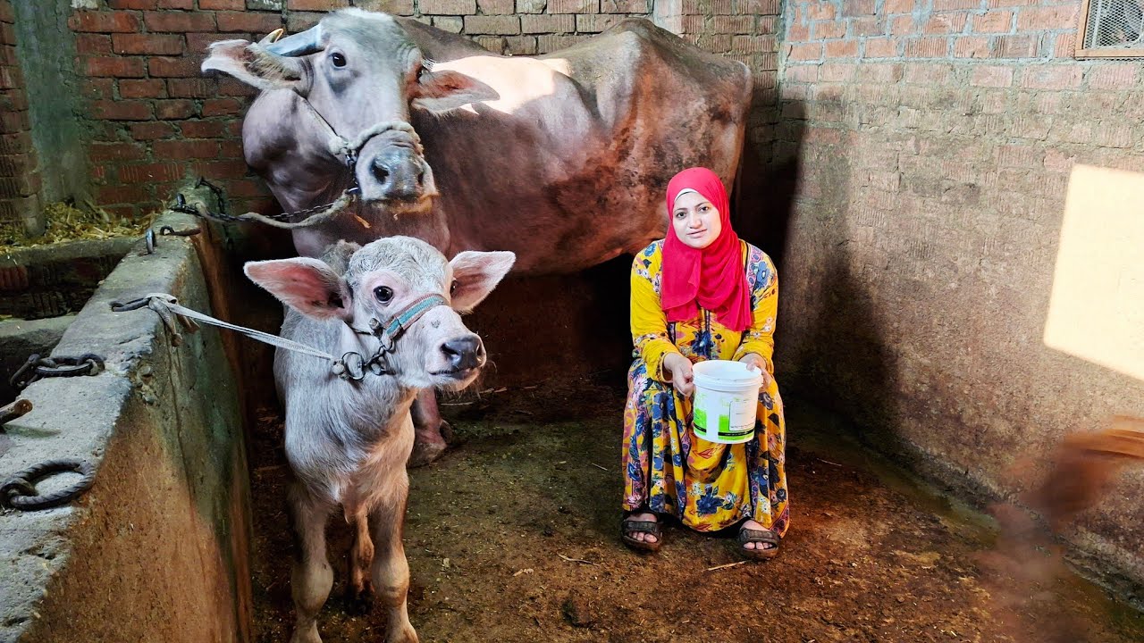 بدون مونتاج #روتينى كل يوم الصبح عند المواشى 🐂💪 يارب متقطع لينا عادة 🤲اللهم امين 
