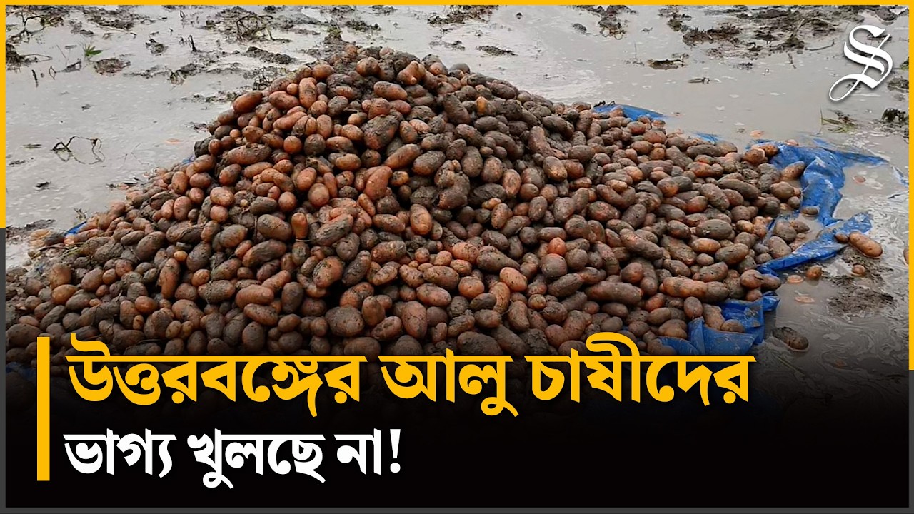 টানা দুই দিনের ভারী বৃষ্টিতে তলিয়ে গেছে আলু, বিপর্যয়ে উত্তরাঞ্চলের কৃষক | North Bengal Heavy Rain