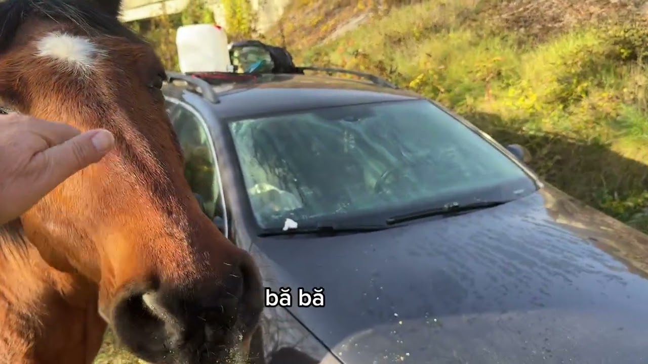 	Singur pe Olt — 3 zile de liniște, natură și pescuit pe suflet